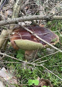 IMG_9088.jpeg