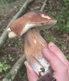 IMG_9083.jpeg