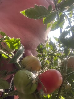 IMG_3212.jpeg