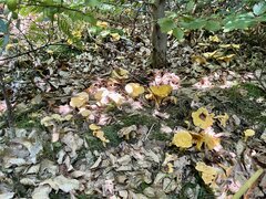 IMG_9161.jpeg