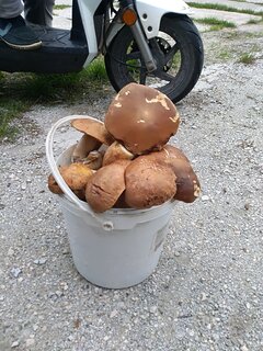 IMG_20230807_172718.jpg