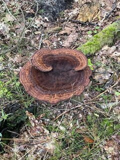 IMG_9203.jpeg