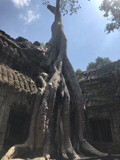 IMG_4241.jpeg