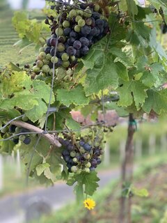 IMG_8037.jpeg