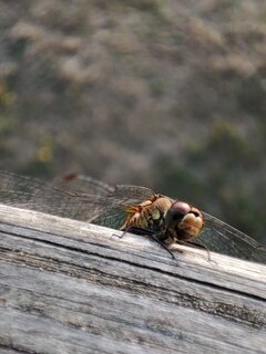 IMG_20230824_184837.jpg