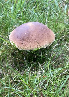 IMG_9515.jpeg
