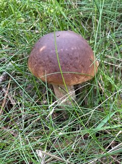 IMG_9519.jpeg