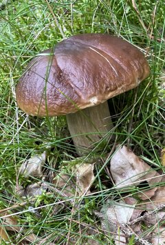 IMG_9517.jpeg