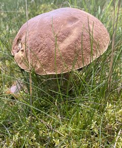 IMG_9514.jpeg