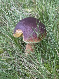 IMG_9516.jpeg