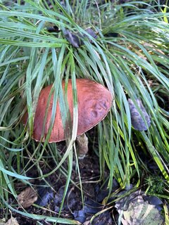 IMG_4599.jpeg