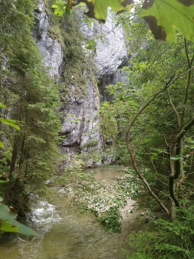 Barabelo17