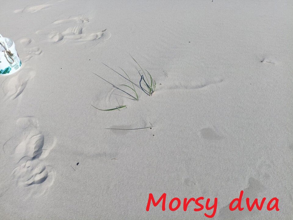 Zbiornik 2251. Jeszcze lato !!! - Morsy_dwa