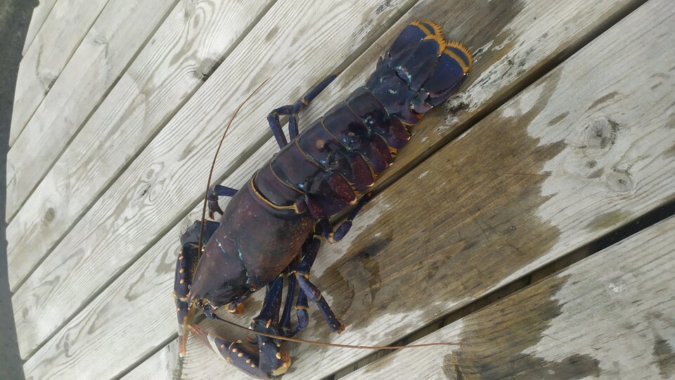 1695977061465.jpg - kristresfjorden