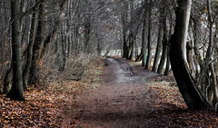 IMG_2480-303.jpg