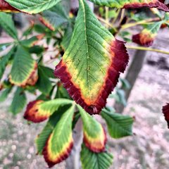 IMG_20230927_211613_110.jpg
