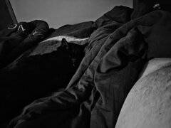 🐈‍⬛🐈‍⬛🐈‍⬛