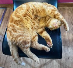 🐈🐈🐈