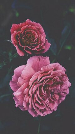IMG_6474.jpeg