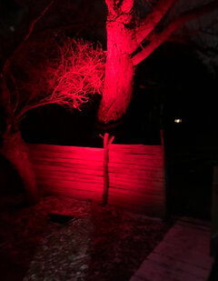 IMG_9707.jpeg