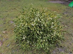 IMG_20231221_125210.jpg
