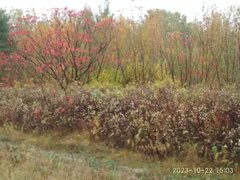 IMG_20231022_150356.jpg