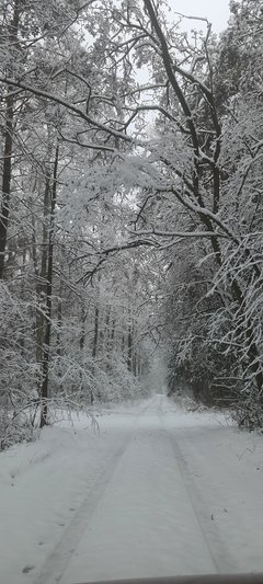 Zima