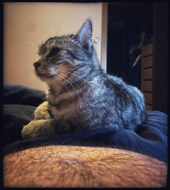 😻