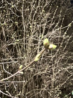 IMG_1158.jpeg