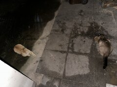 IMG_1169.jpeg
