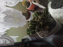 IMG_20240305_070911.jpg