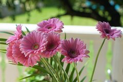 603b81d237041_o_large.jpg