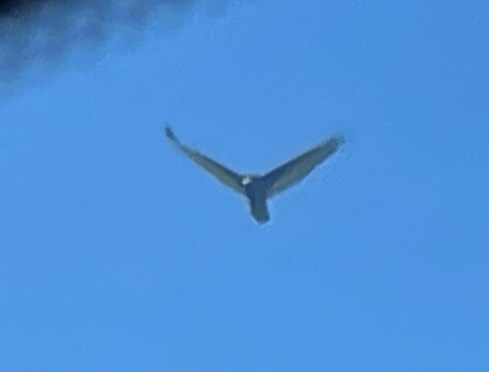 IMG_9731.jpeg - Puloczek80