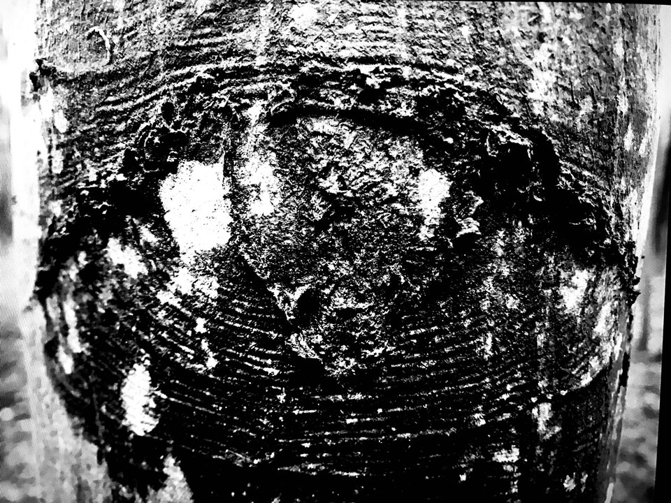 605B1676-02E2-4D5A-A99E-DFE53D871DB8.jpeg - erwu73