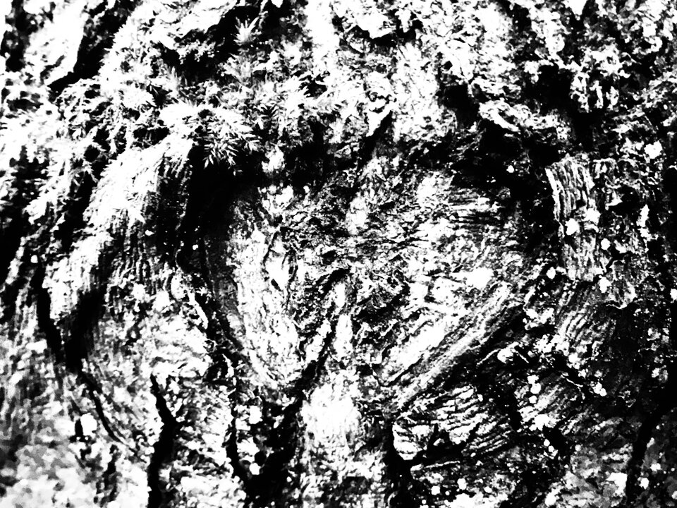 AFFF6E52-9B02-4A96-843A-B8BF3AC7C744.jpeg - erwu73