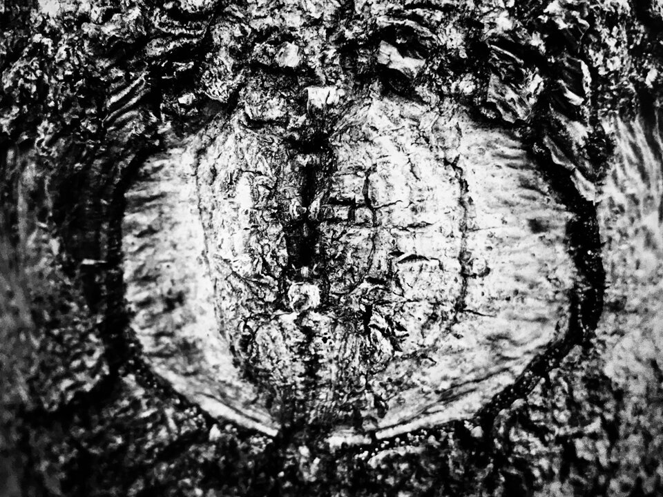 3F744FC2-2943-48A1-A8C8-E67837B02D63.jpeg - erwu73