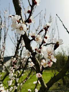 IMG_0007.jpeg