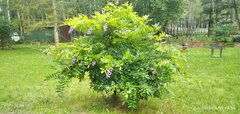 IMG_20230819_145926.jpg