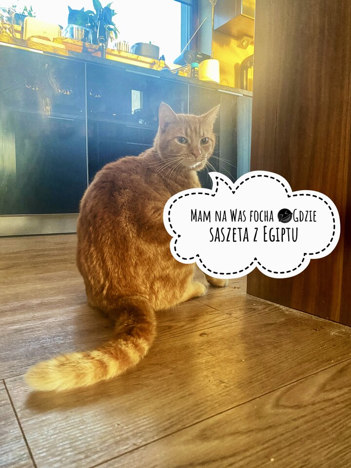 🐈🤣 - serialowapara19782