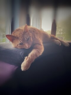 🐈🦅😻