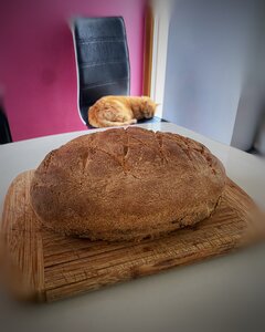 🐈🍞🤣