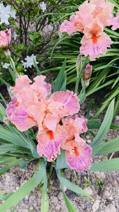 IMG_0878.jpeg
