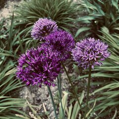 IMG_0879.jpeg