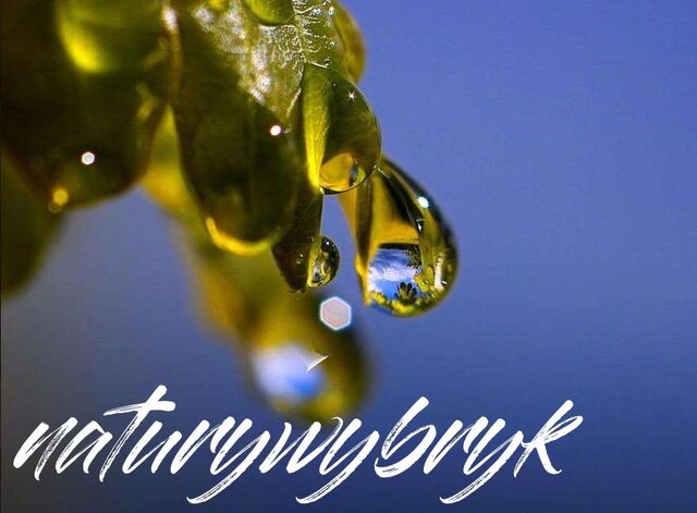 naturywybryk
