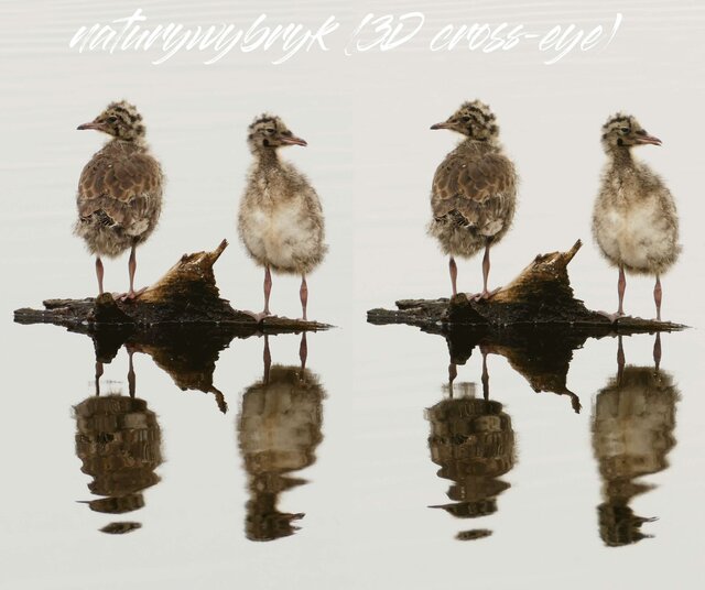 naturywybryk