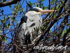 zb-nw-DSCN6480.jpg
