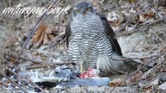 zb-nw-P1030329r.jpg