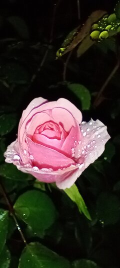 IMG_20240507_205656.jpg