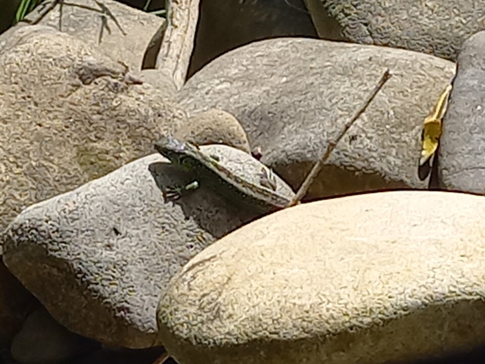 20240518_162910.jpg - Danielwad