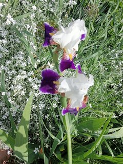 IMG20240523125201.jpg